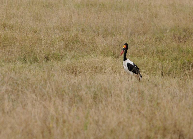 49-2012.08.16 140 Jabiru d'Afrique.jpg