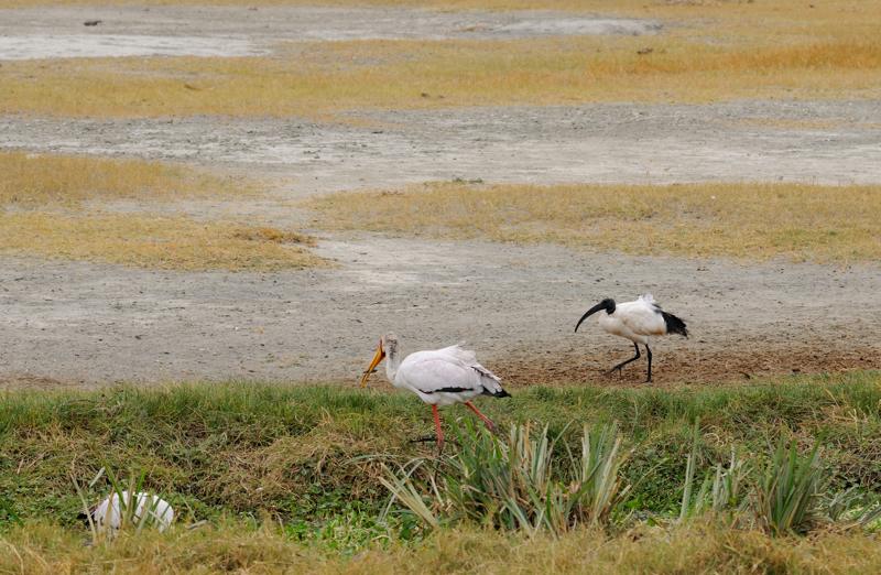 56-2012.08.17 20 Tantale ibis et ibis sacré.jpg