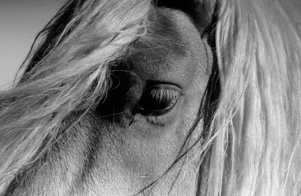 01-blonde-stallion.jpg