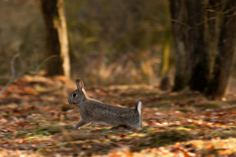 2009-10-29-Lapin de garenne-Cernay 019.jpg