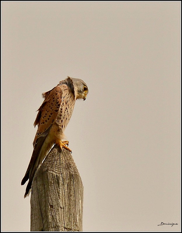 DSC_7403.JPG