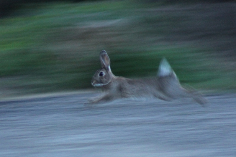 Lapin pour image et nature.jpg
