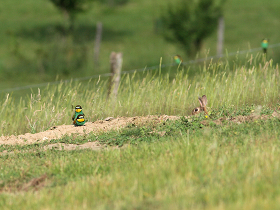 Lapin Curieux.jpg