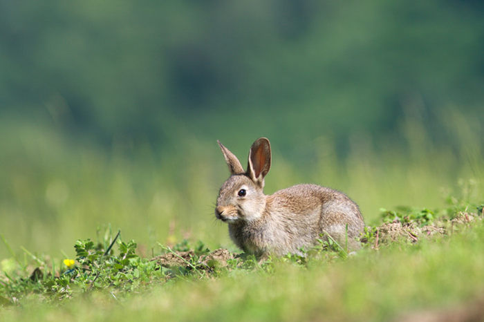 Lapin.jpg