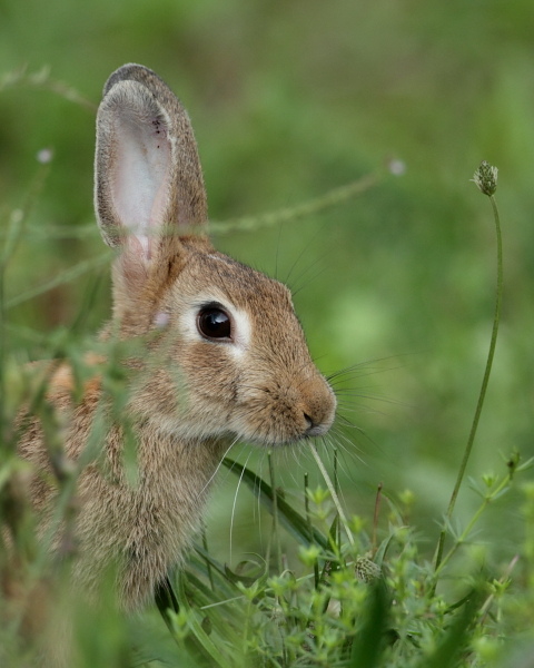 IMG_5574 Rabbit 2.JPG