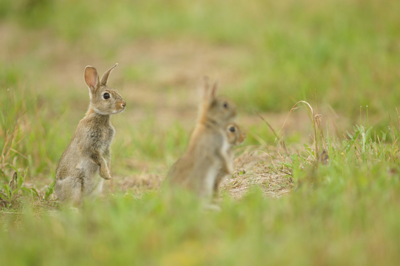 lapin.jpg