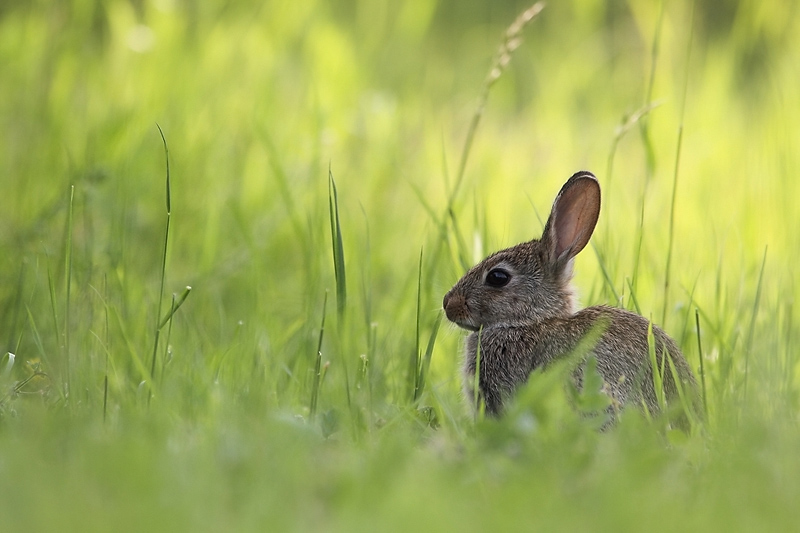 Lapin 01.jpg