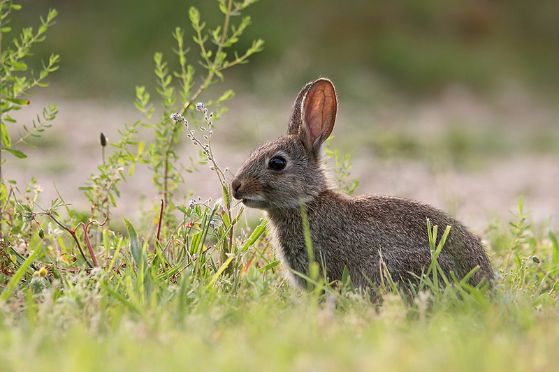 Lapin 03.jpg