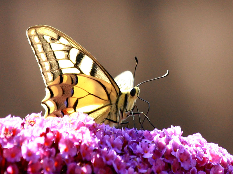 papillon, 4.jpg