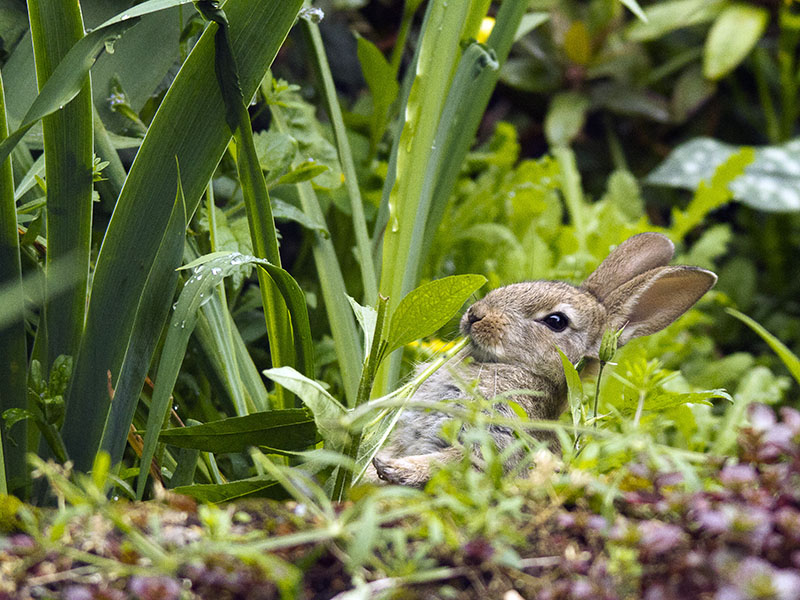LAPIN JP.jpg