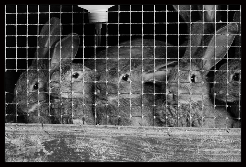 lapin11.jpg