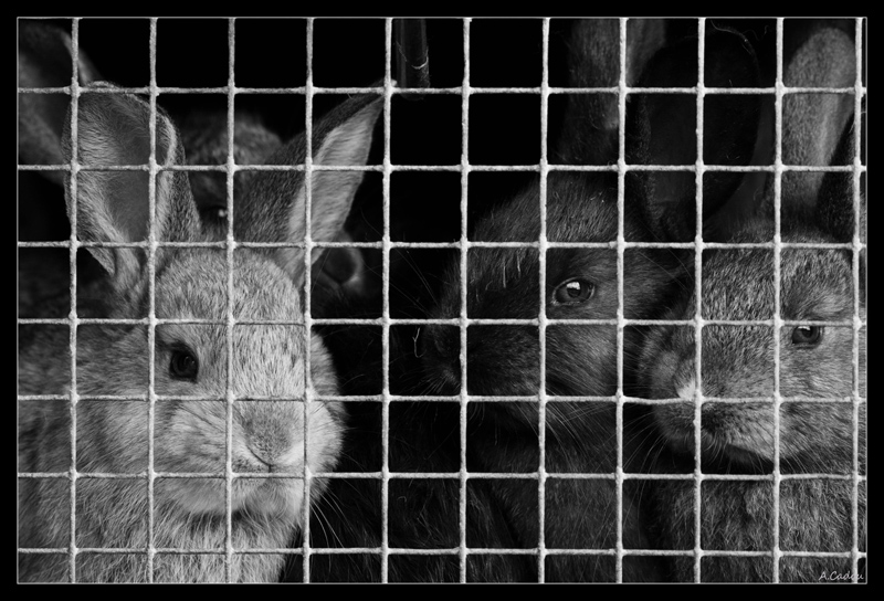 lapin22.jpg