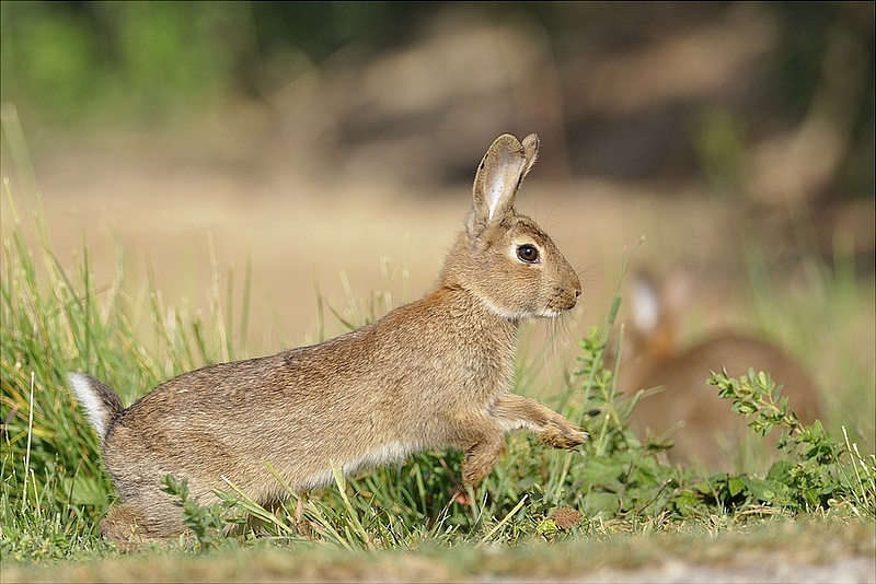 Lapins_101_800.jpg