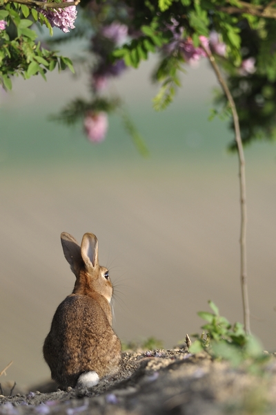 Lapins_121_600.jpg