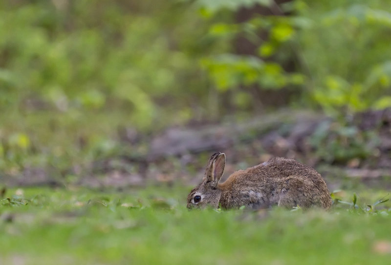 lapin.jpg