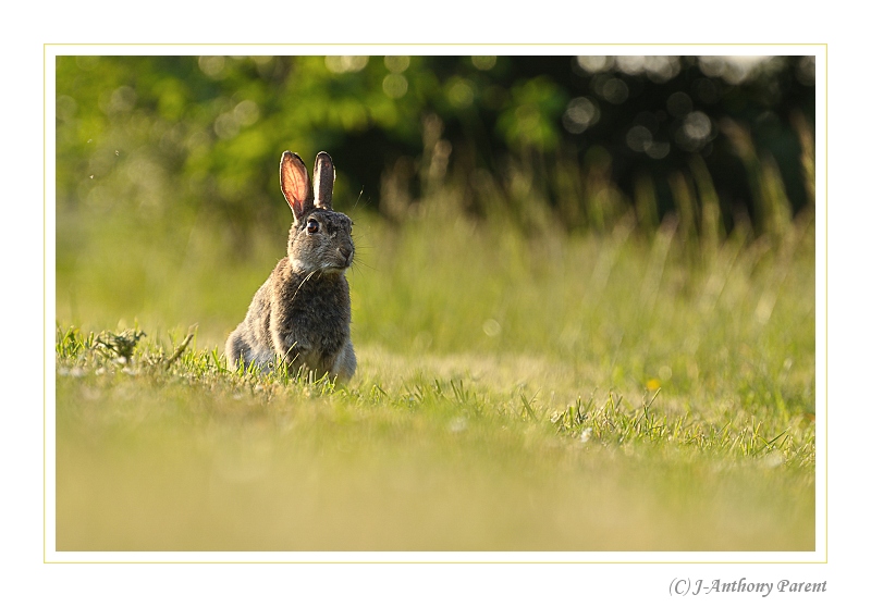 20100522_Lapin de Garenne2.jpg
