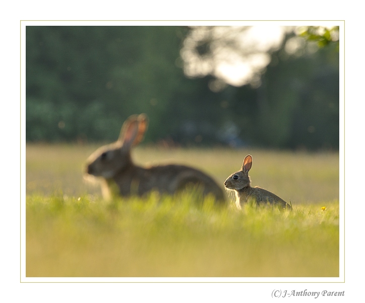20100522_Lapin de Garenne5.jpg