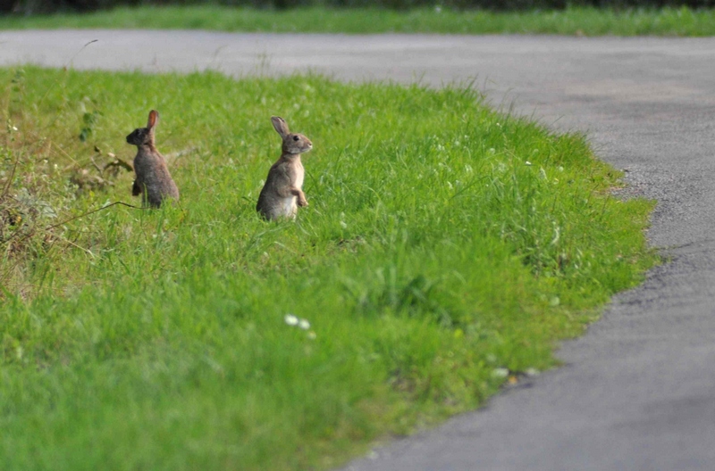 Oryctolagus cuniculus (lapin de garenne) 2.JPG