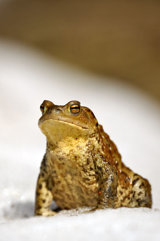bufo-1.jpg