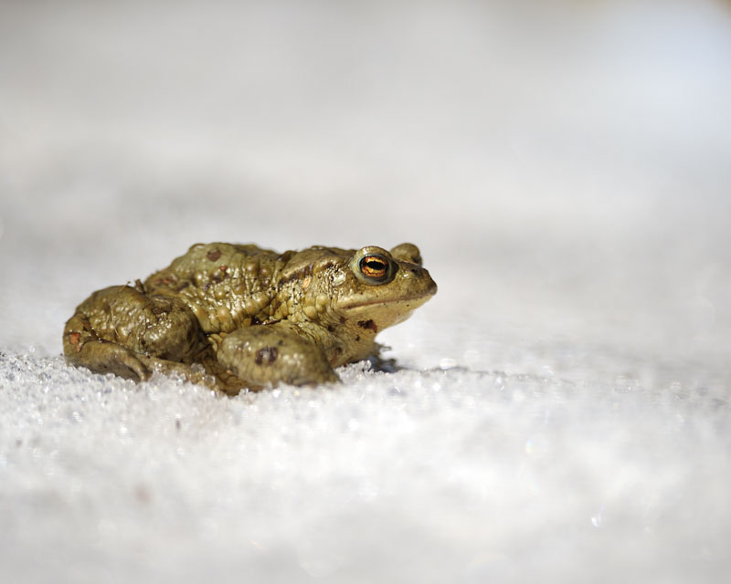 bufo-3.jpg