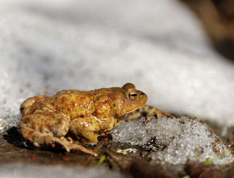 Grenouille-rousse-1.jpg