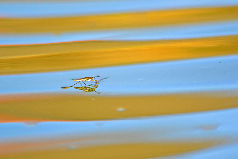 DSC_0084copie.jpg