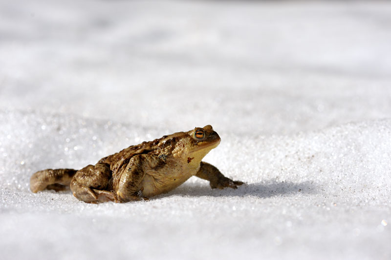 bufo-13.jpg