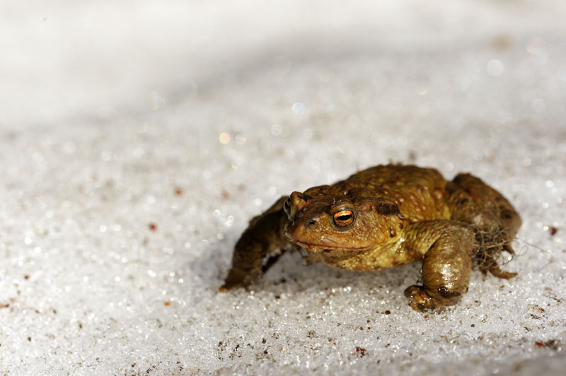 bufo-19.jpg