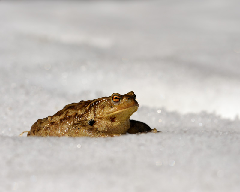 bufo-20.jpg