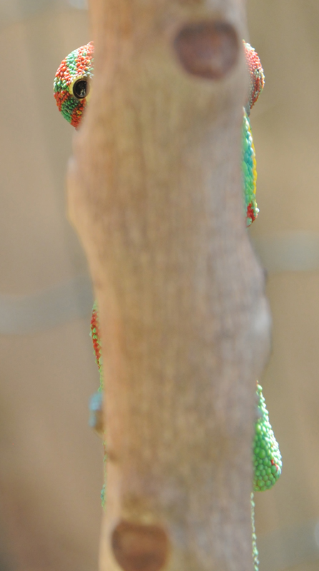 DSC_7619 bis.jpg