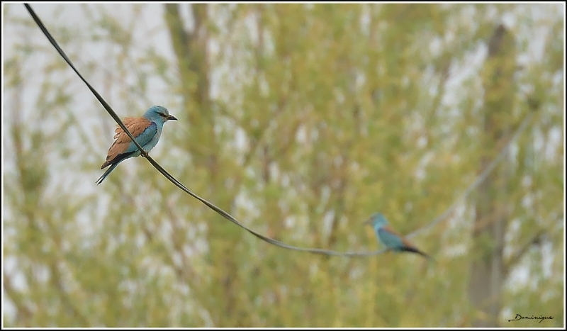 DSC_9566.JPG