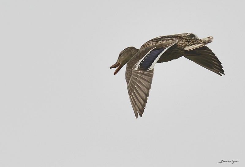 DSC_9718.JPG