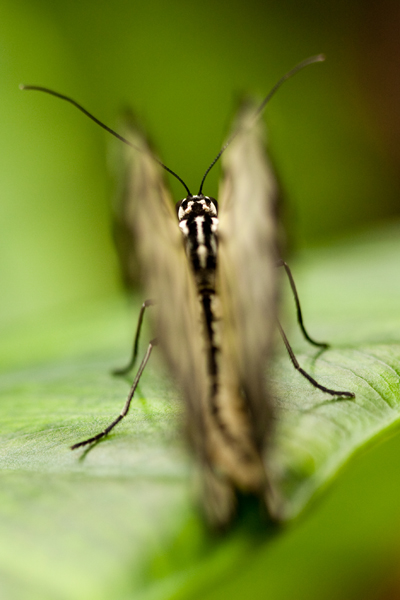 papillon2.jpg