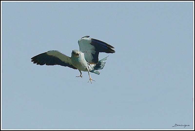 DSC_0026.JPG