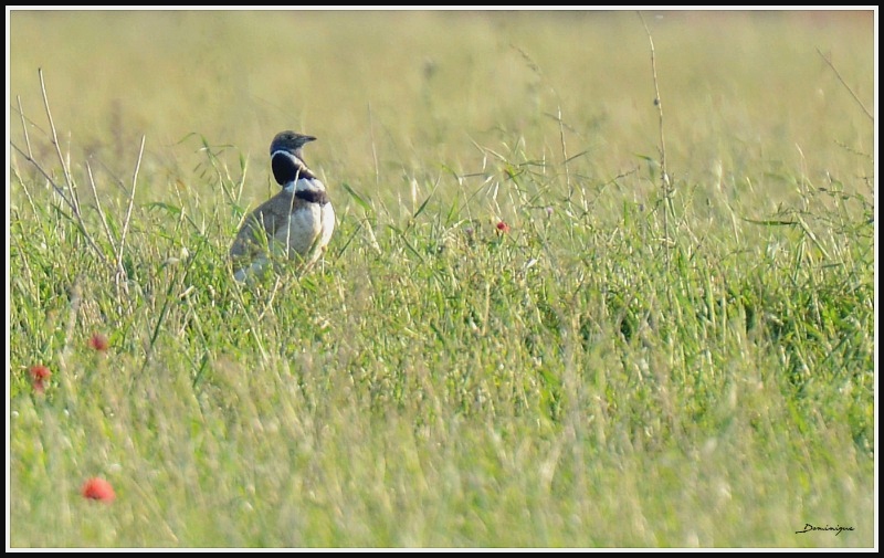 DSC_0126.JPG