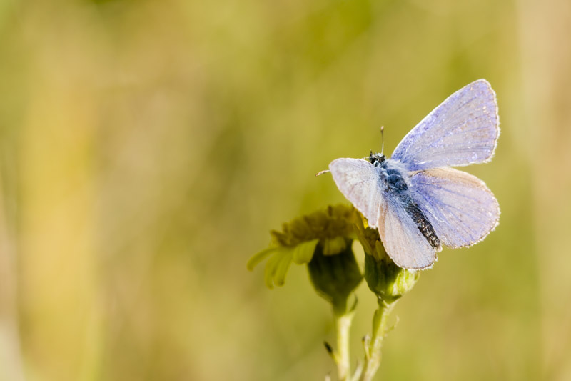 papillon3.jpg