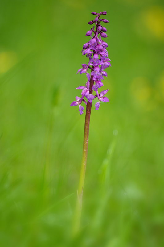 orchidés-pourpre.jpg