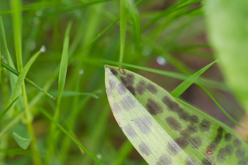 feuilles orchidée (1).jpg