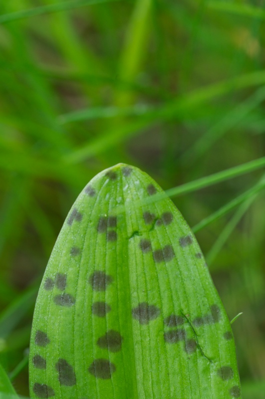 feuilles orchidée.jpg