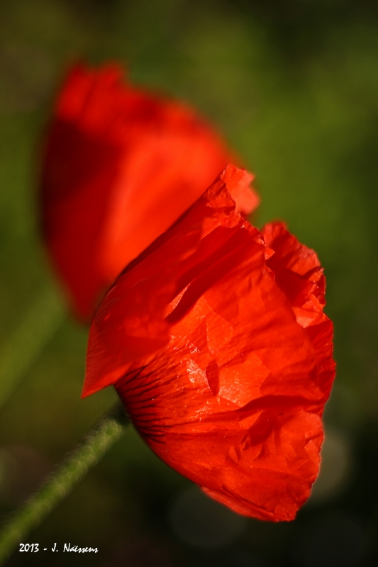20130602_coquelicot_0102_w.jpg