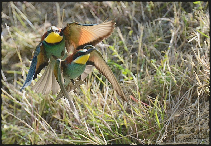 DSC_1236.JPG