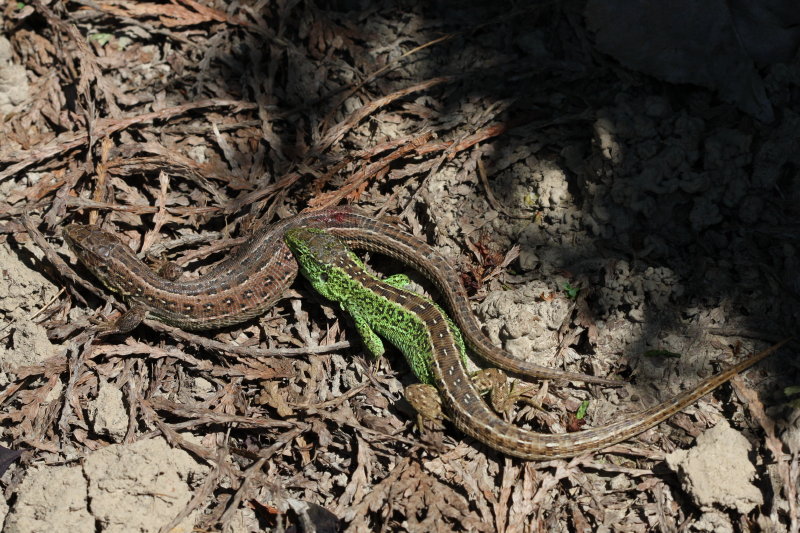 MACRO 3 123_1.jpg
