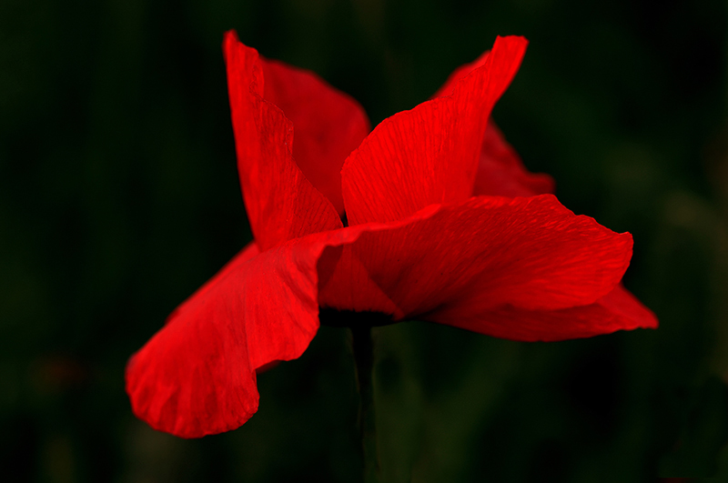 DSC_6859D.JPG