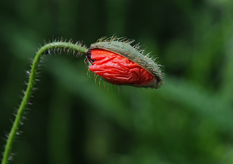 DSC_6873B.jpg