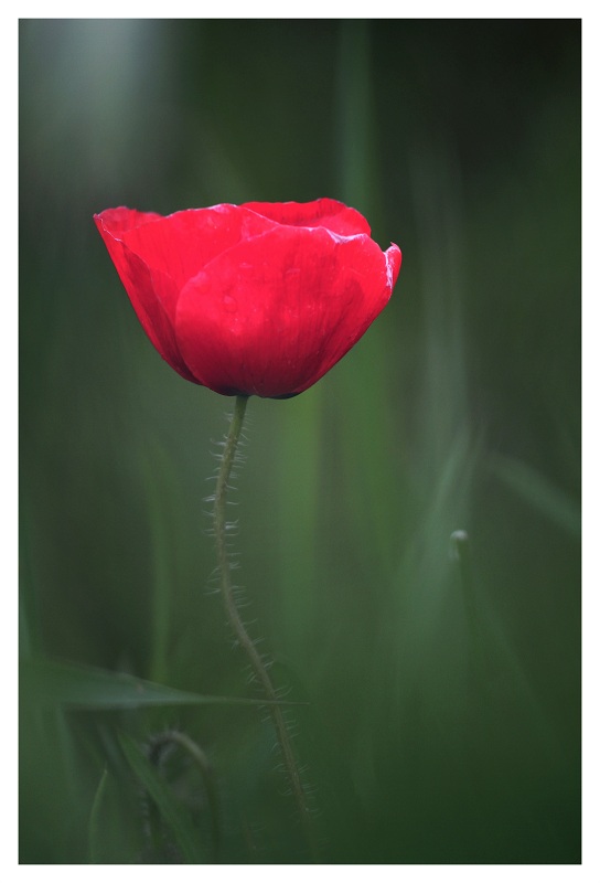 IMG_4215mmnat.jpg