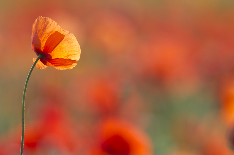 _IPG04062011-57.jpg