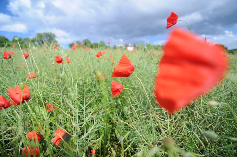 coquelicot en mouvement'.jpg