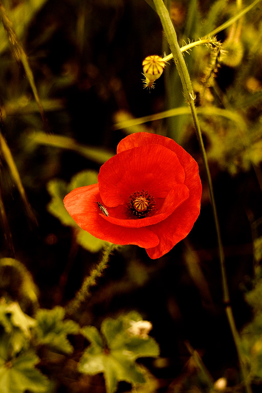 _GIR6568 bis (2).jpg