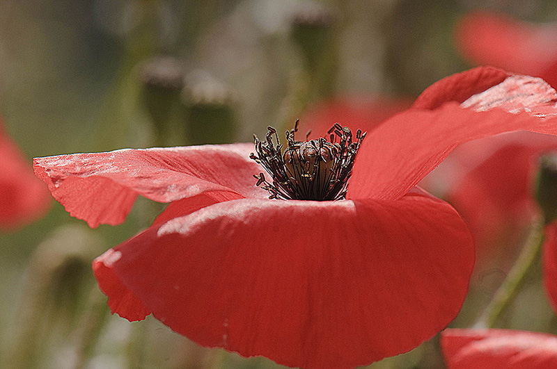 coquelicot image nature.jpg