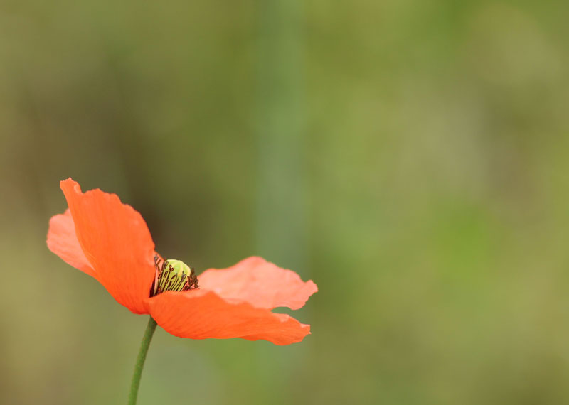 coquelicot22.jpg